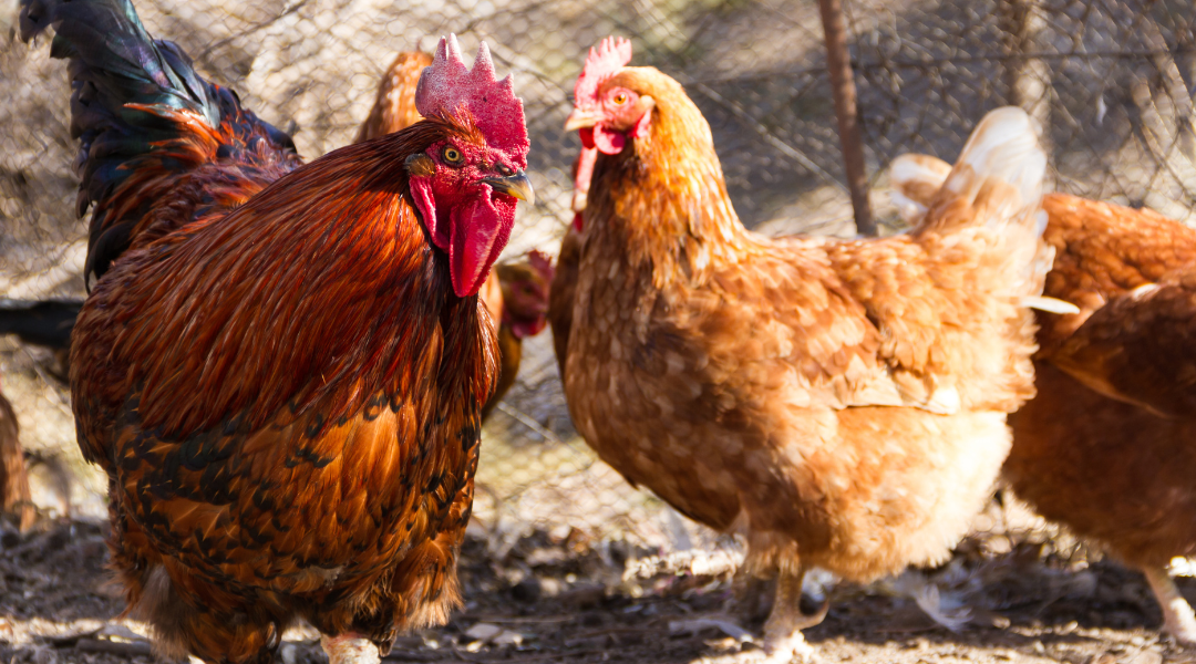 avian flu outbreak, two chickens