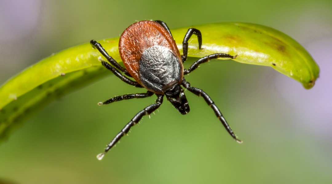 Tick on a green leaf; ticks can cause rocky mountain spotted fever