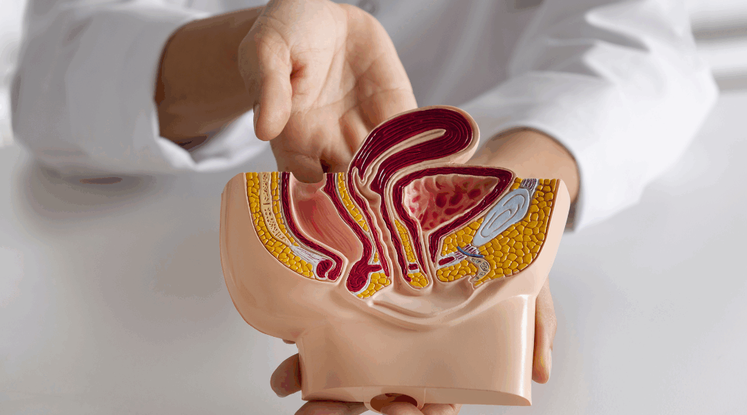 doctor showing anatomy of a colon