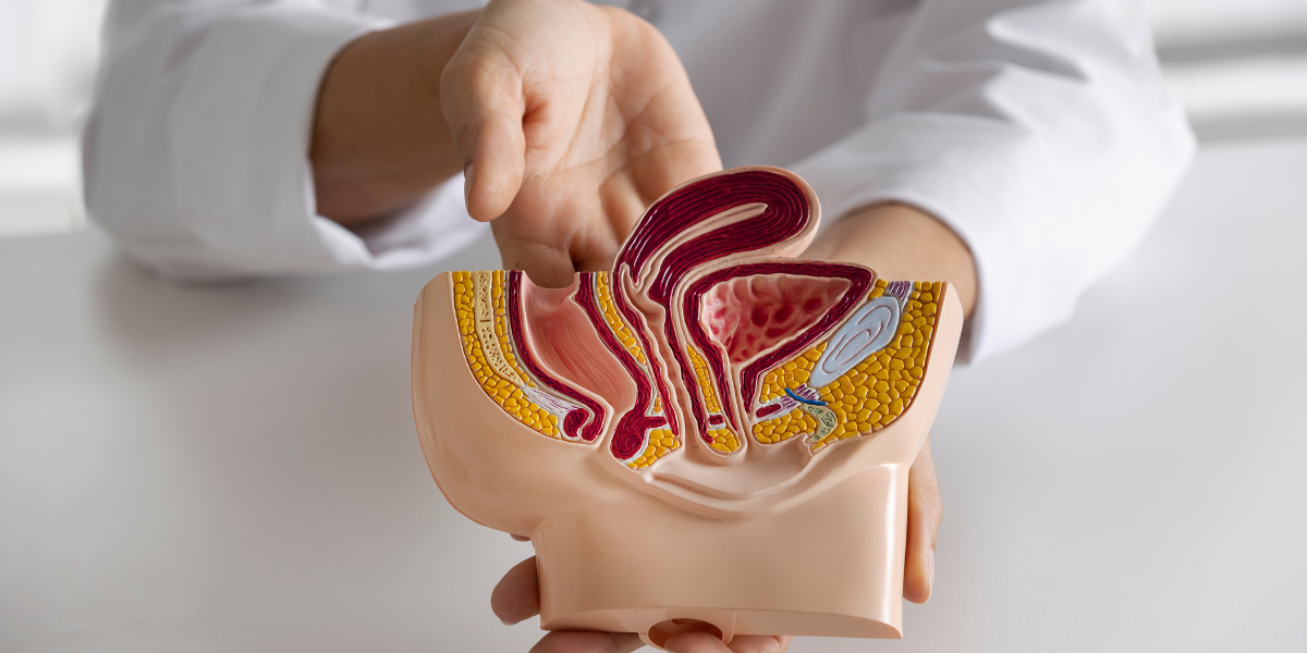 doctor showing anatomy of a colon