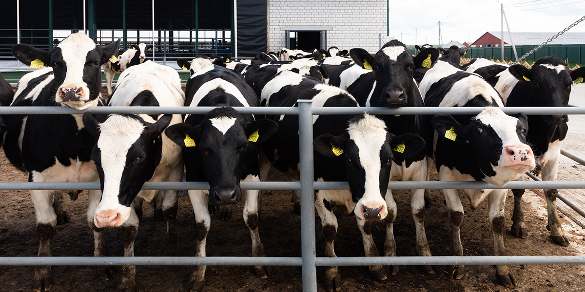 a group of young dairy cows on a modern farm outside behind a fence a group of young dairy cows on a modern farm outside behind a fence